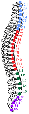 Backbone with Nerves